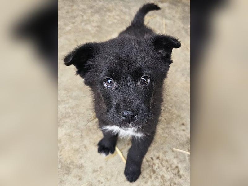 Welpenmädchen Pepper sucht Dosenöffner (D/ LUX/ CH)