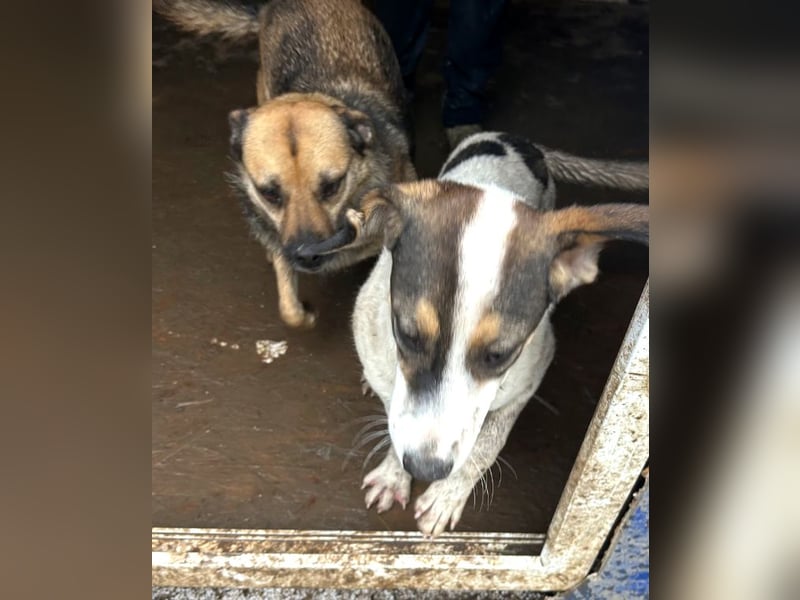 Jampa - lieber, freundlicher Bub!