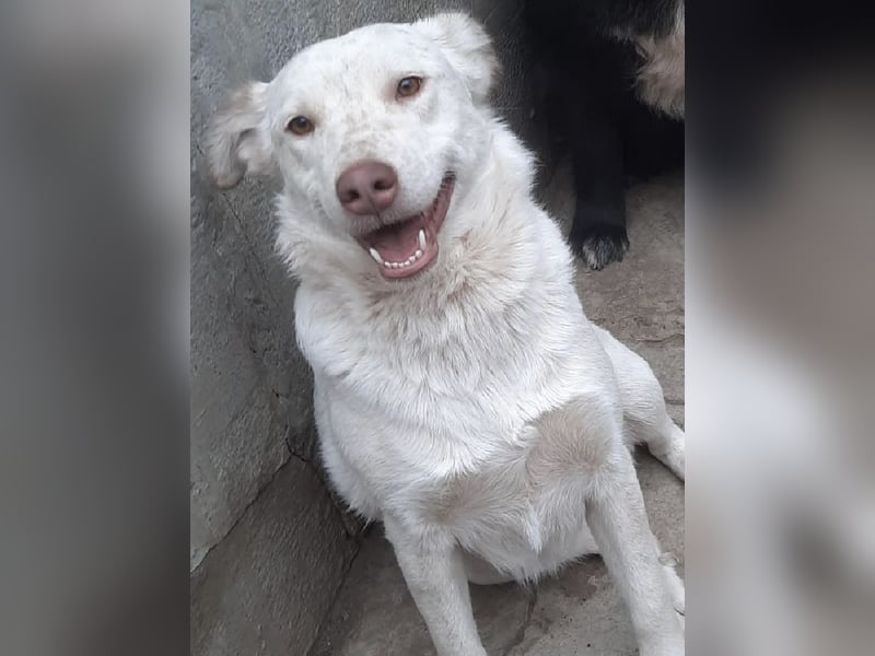 Nelly - freundliche, unkomplizierte Hündin