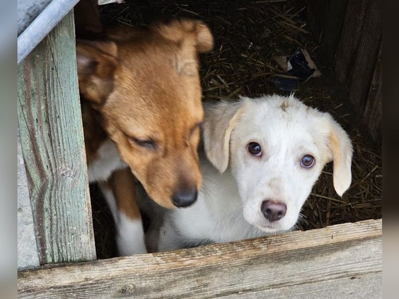 Zurückhaltendes Welpenmädchen Kimby