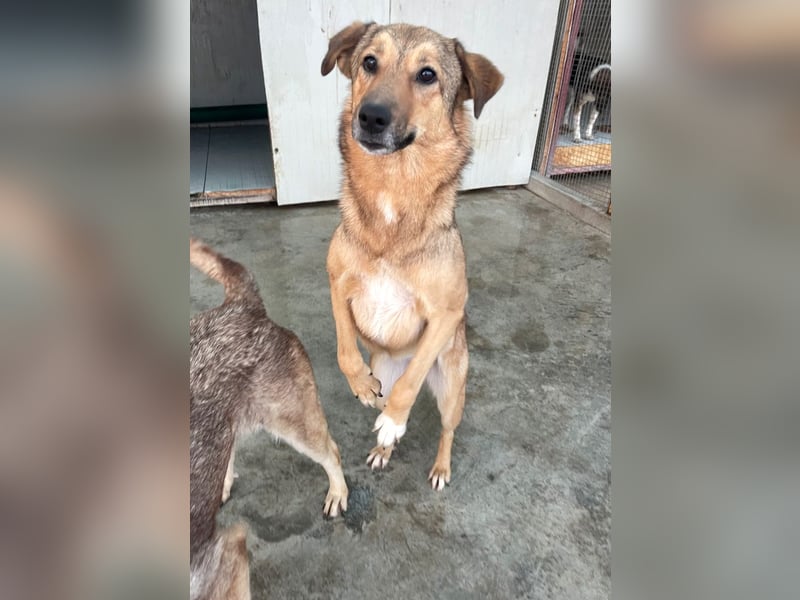 Pebbels - sanfte, liebevolle, treu Hündin (Vermittlung bundesweit)