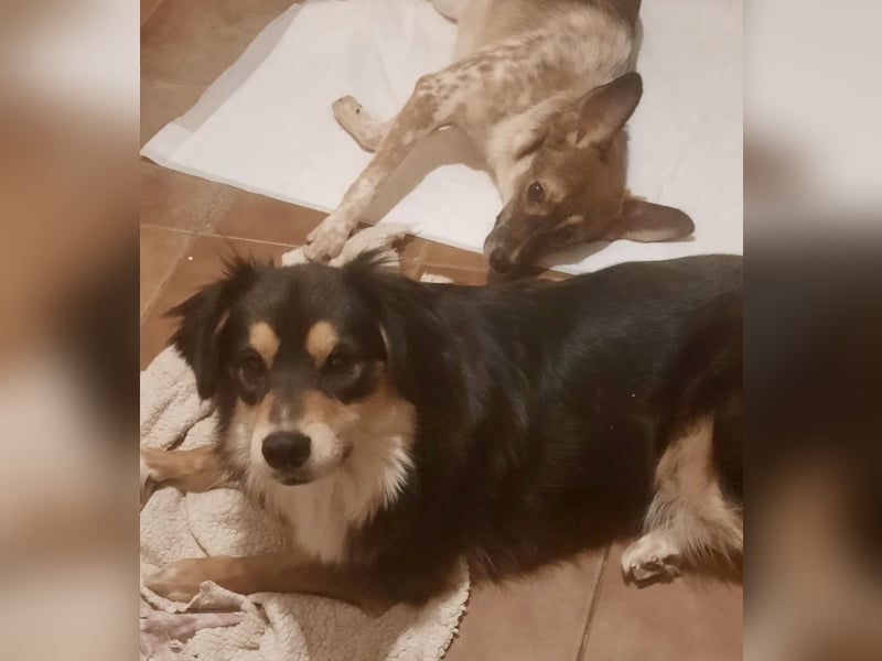 Feinfühliger Begleiter Marty mit großem Herzen