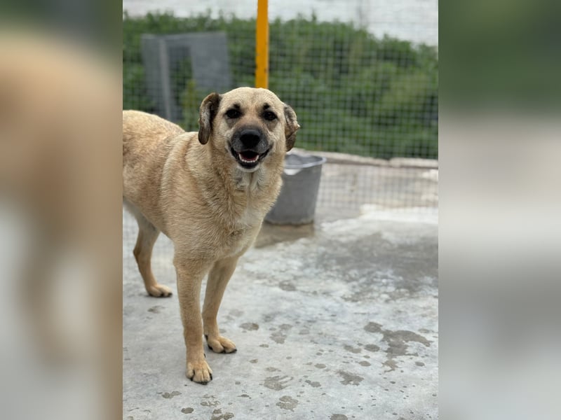 Kiko sucht ein Zuhause