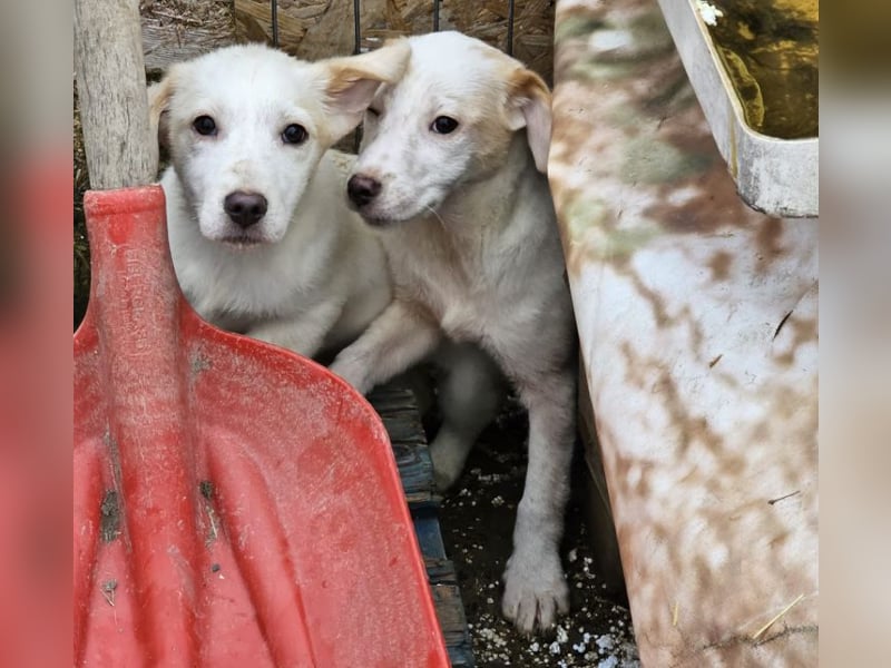 Schüchternes Welpenmädchen Anka