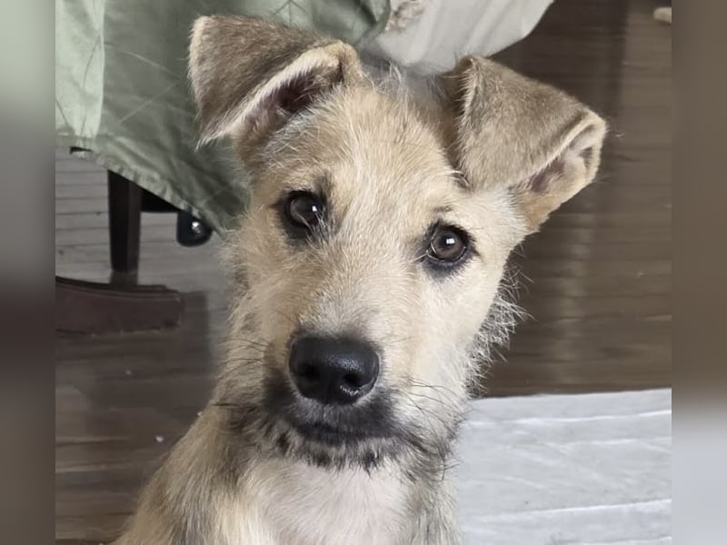 Junghund Lucky sucht Familie (D/ CH/ LUX)