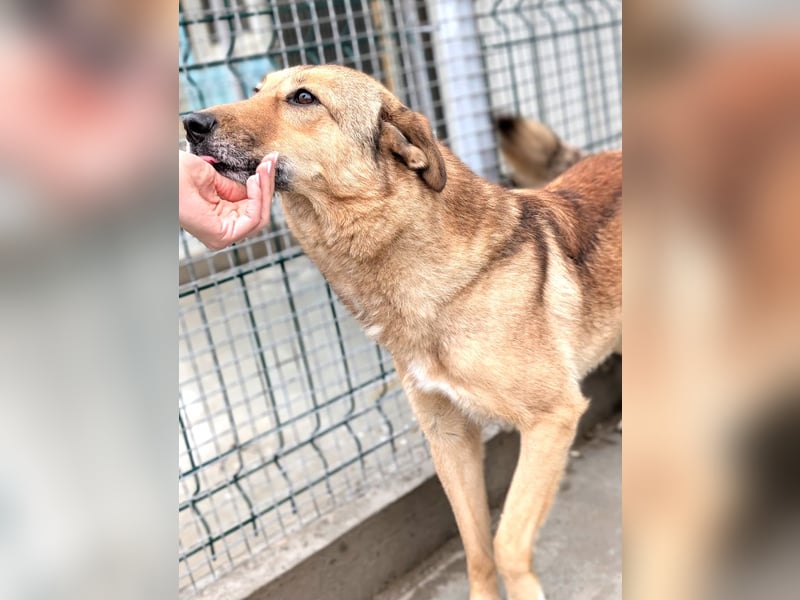 Pebbels - sanfte, liebevolle, treu Hündin (Vermittlung bundesweit)