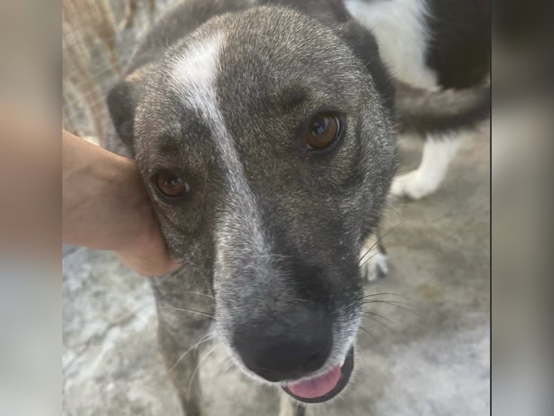 Nala