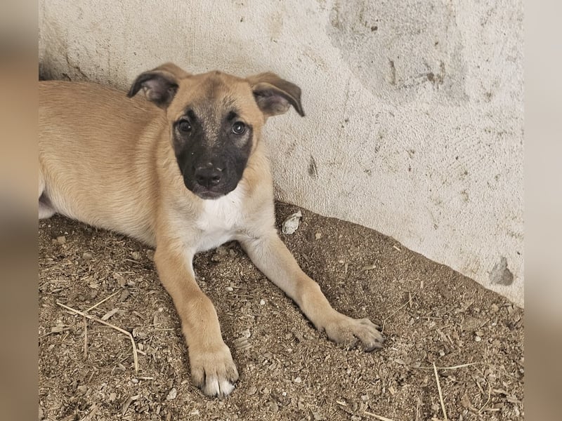 Süßes Welpenmädchen Buffy wünscht sich eine Familie