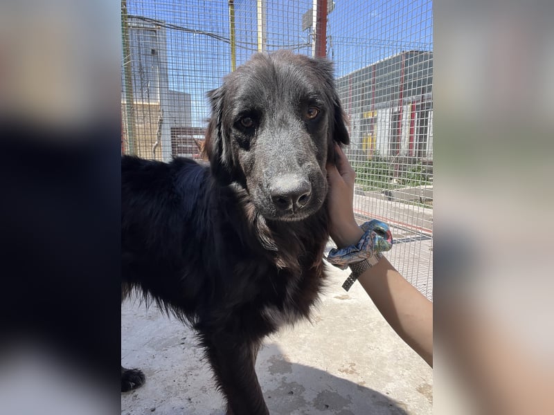 Shaggy - sportlicher, lieber , 3-jähriger Bub