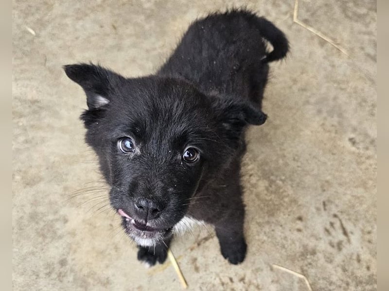 Welpenmädchen Pepper sucht Dosenöffner (D/ LUX/ CH)