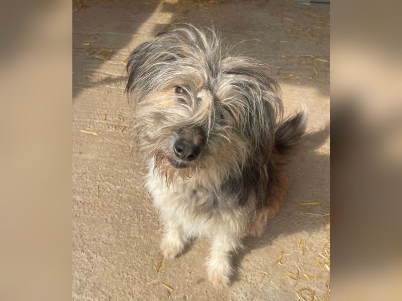 Izzy - fröhlicher Flummi