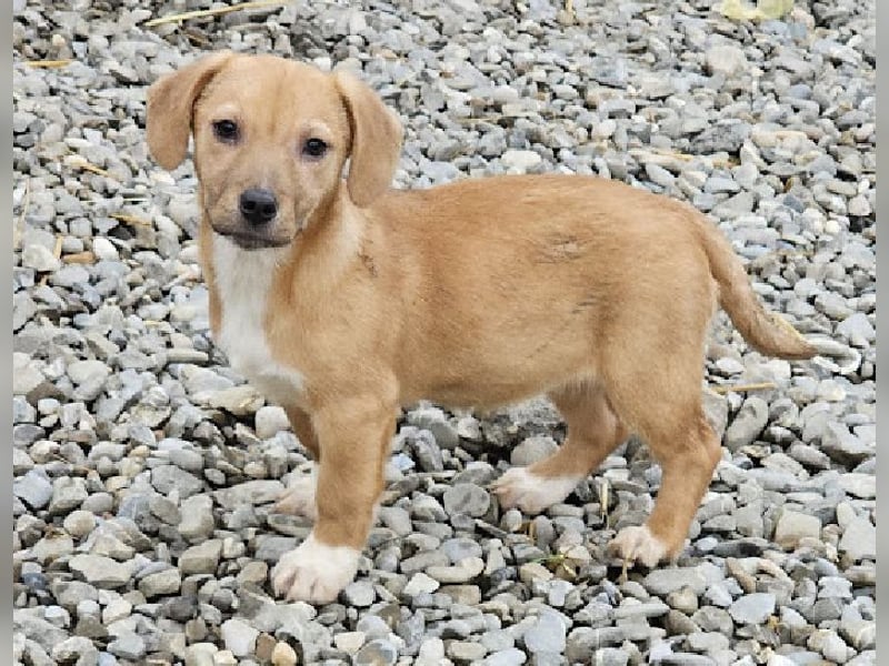 Welpenmädchen Minka sucht Zuhause (D/ LUX/ CH)