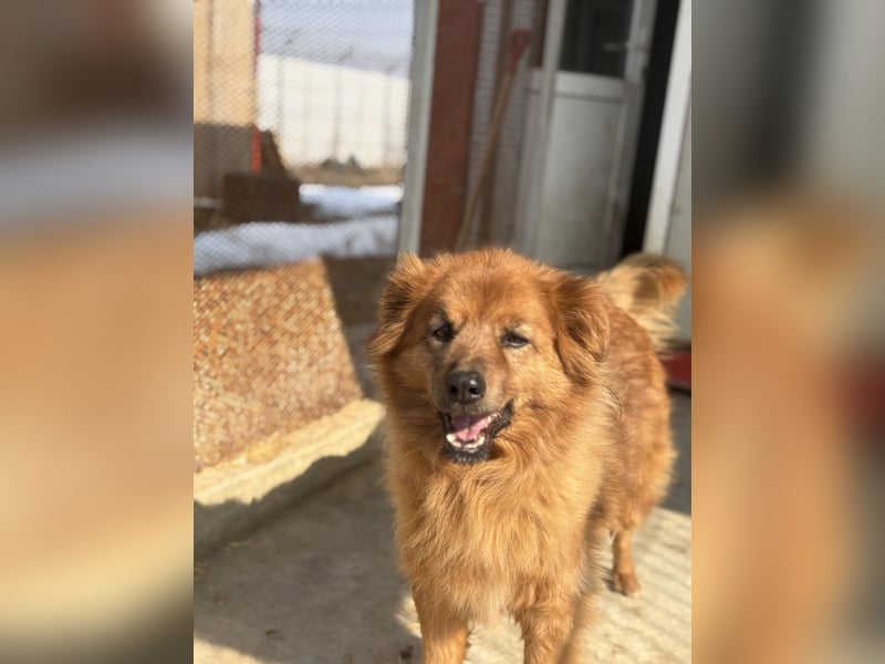 Hündin Lucky sucht Zuhause mit Freundin Groh