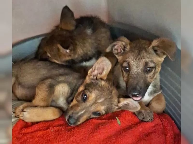 Zuckersüßes Welpenmädchen Caja sucht Zuhause (D/CH/LUX)