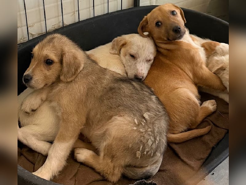 Welpenmädchen Minka sucht Zuhause (D/ LUX/ CH)