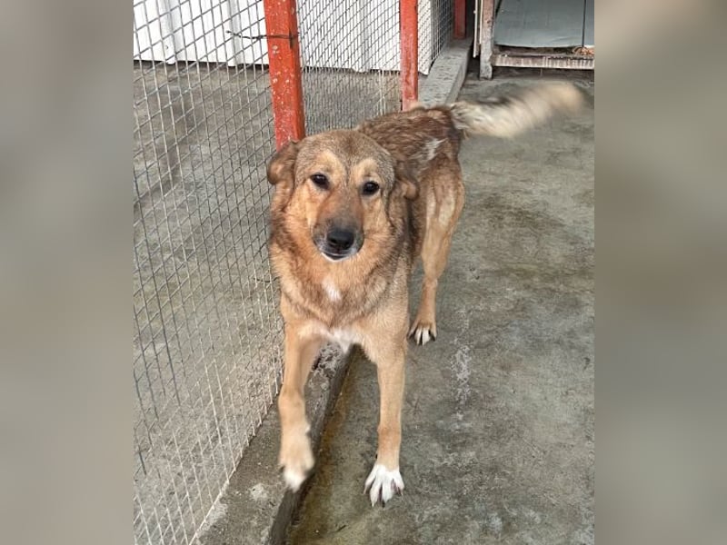 Pebbels - sanfte, liebevolle, treu Hündin (Vermittlung bundesweit)