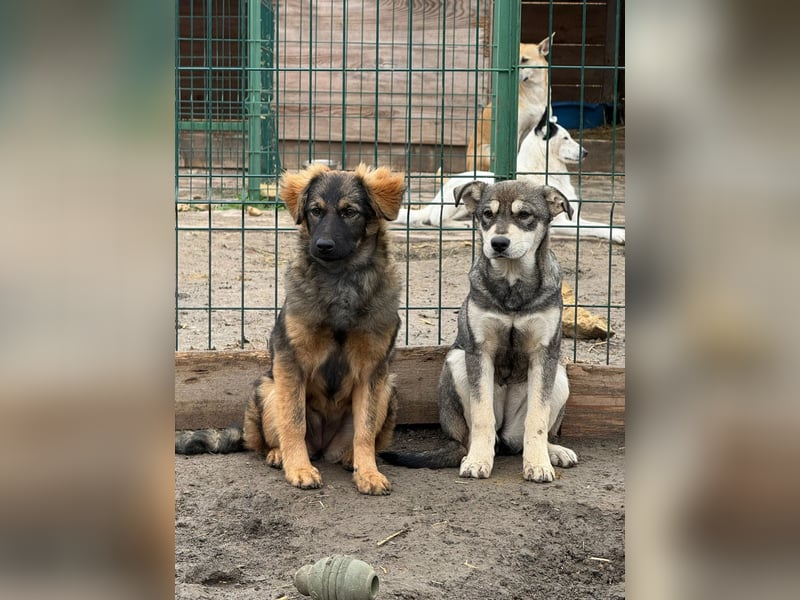 Ayla - sensibles Hundemädchen