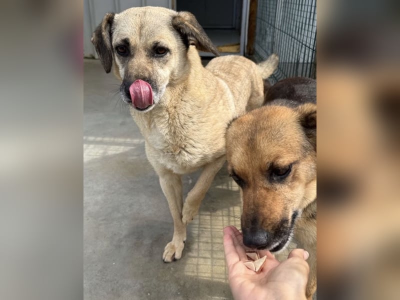 Kiko sucht ein Zuhause