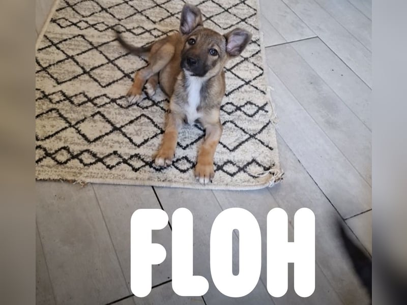 Welpenbub Floh wünscht sich eine Familie (D/CH/LUX)