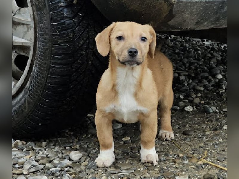 Welpenmädchen Minka sucht Zuhause (D/ LUX/ CH)