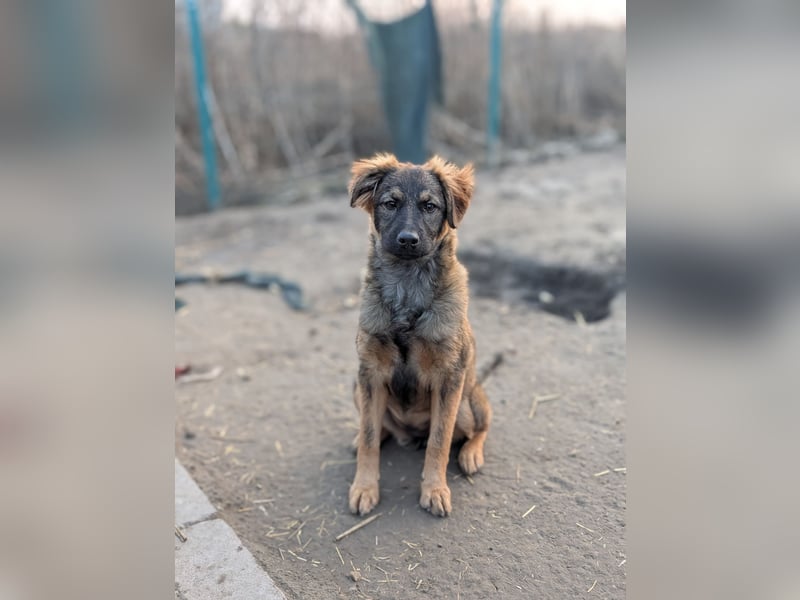 Ayla - sensibles Hundemädchen