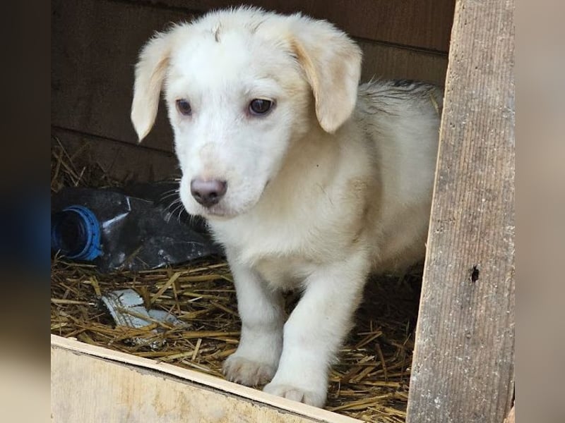 Zurückhaltendes Welpenmädchen Kimby