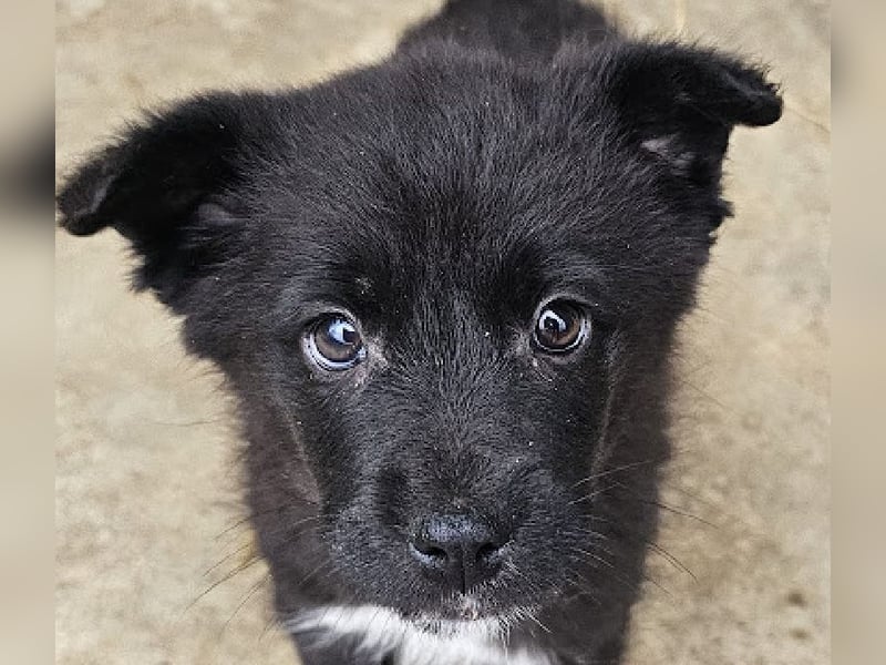 Welpenmädchen Pepper sucht Dosenöffner (D/ LUX/ CH)