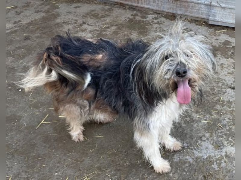 Izzy - fröhlicher Flummi