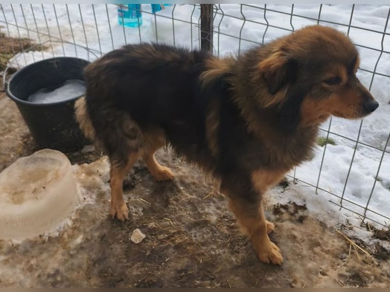 Brownie - lieber 3-jähriger Kettenhund sucht Körbchen!