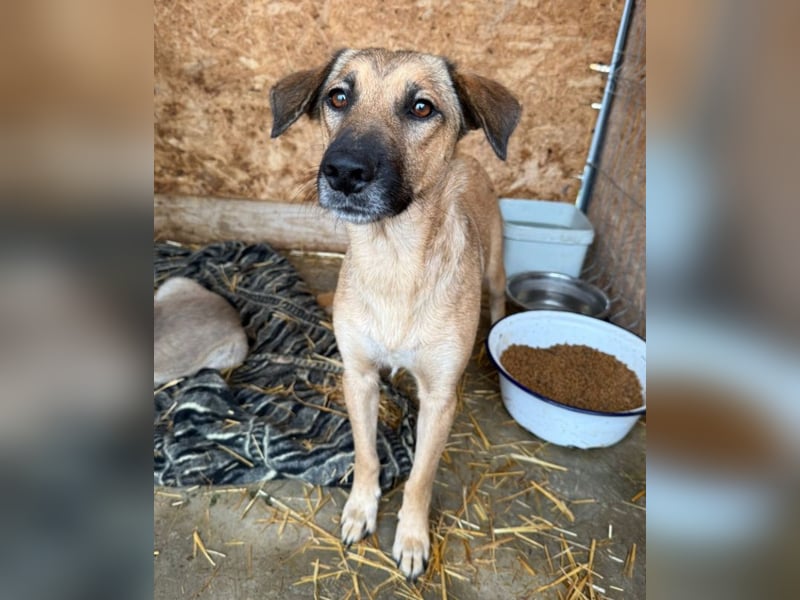 Frida - warmes Körbchen gesucht (deutschlandweit)