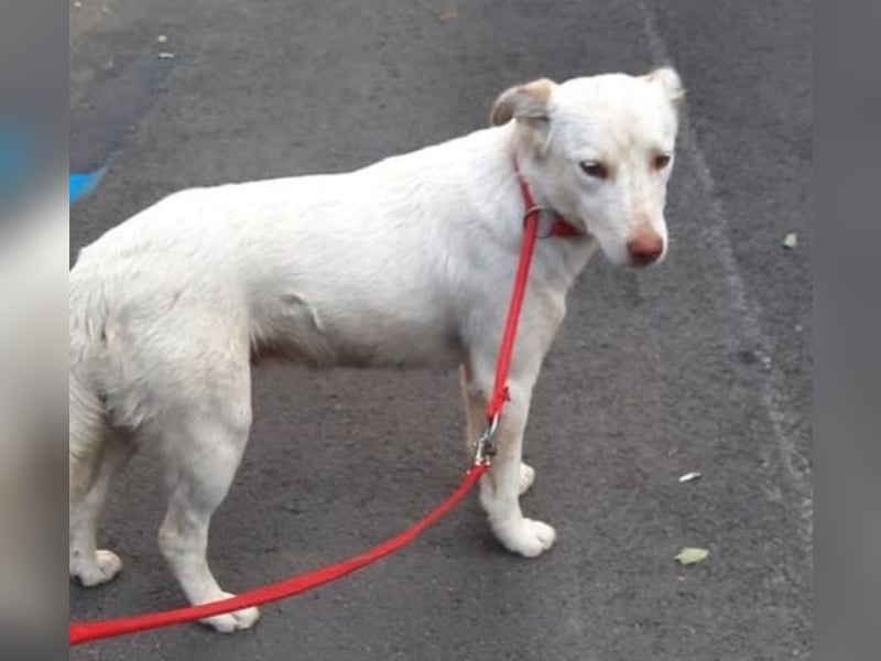 Nelly - freundliche, unkomplizierte Hündin