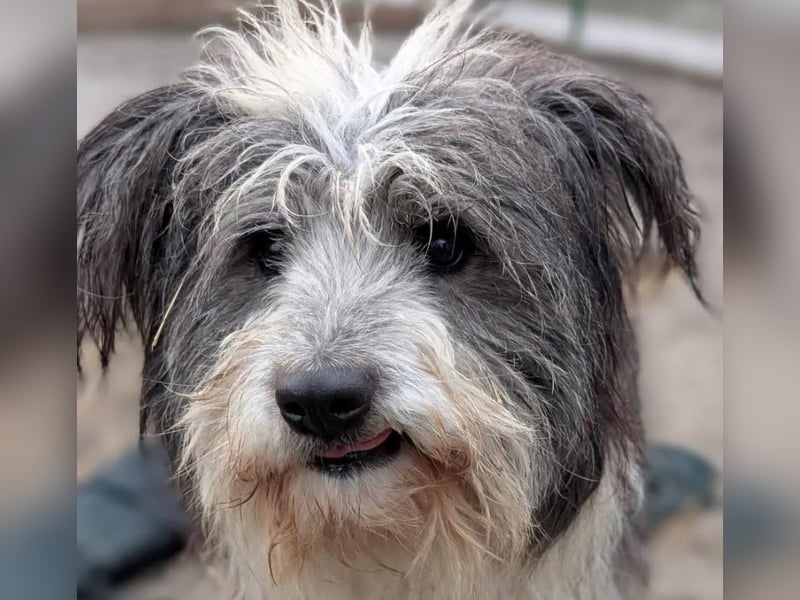 Petzi - kleiner Überlebenskünstler