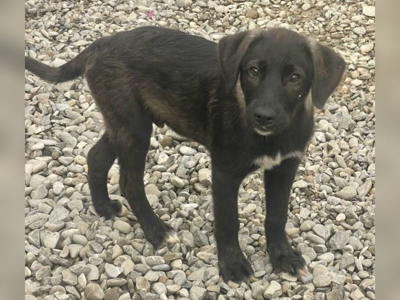 Smoothie - sanfter Bub sucht ruhiges Zuhause!