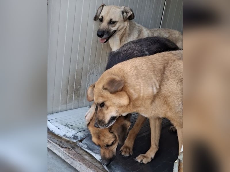 Kiko sucht ein Zuhause