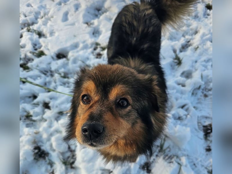 Brownie - lieber 3-jähriger Kettenhund sucht Körbchen!