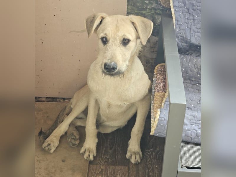 Junghund Lucky sucht Familie (D/ CH/ LUX)