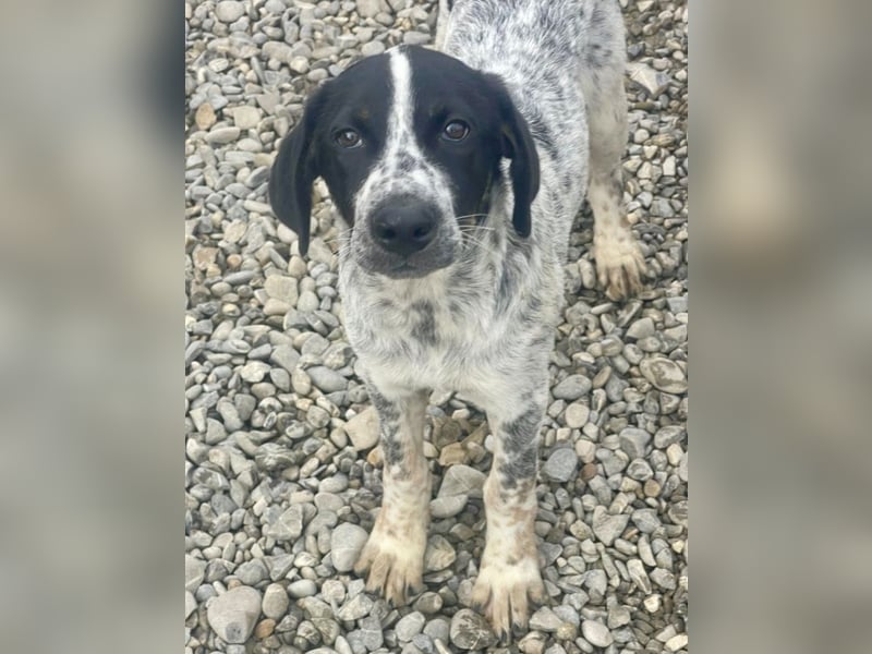 Sancho - tapferer Welpenbub