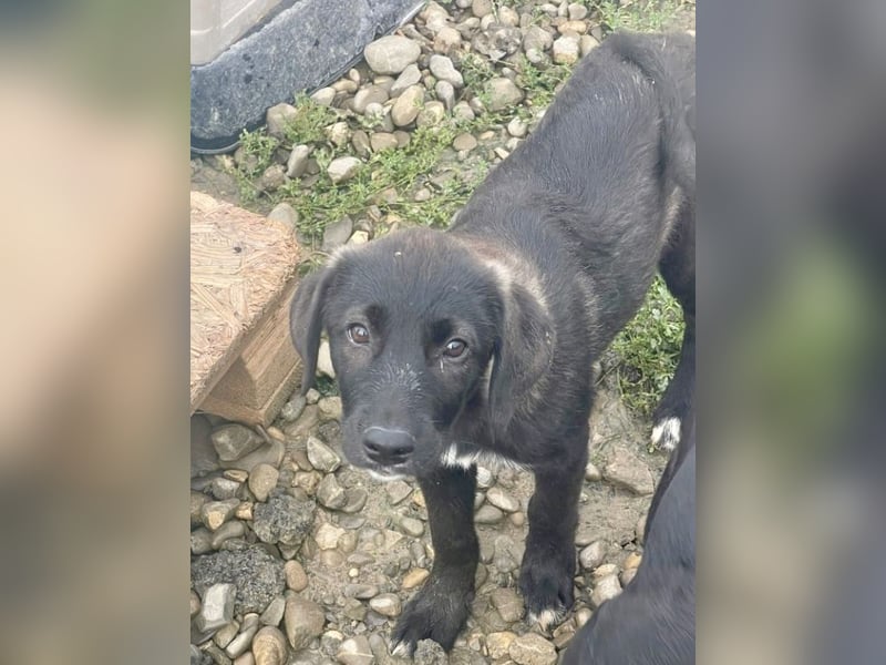 Smoothie - sanfter Bub sucht ruhiges Zuhause!