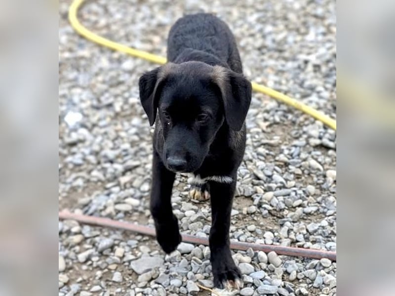 Smoothie - sanfter Bub sucht ruhiges Zuhause!