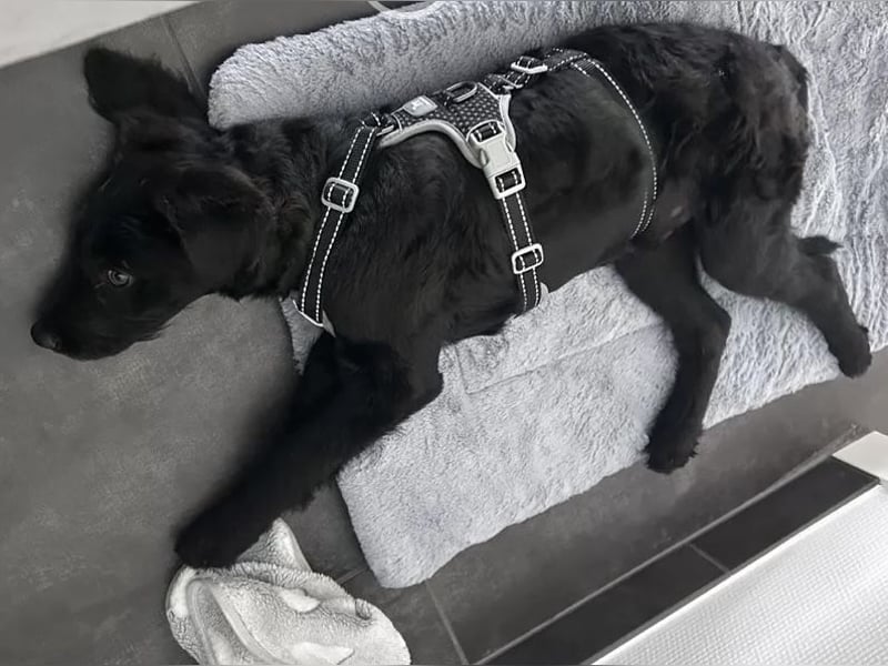 In Luxemburg: Welpe Mads verliert sein Zuhause