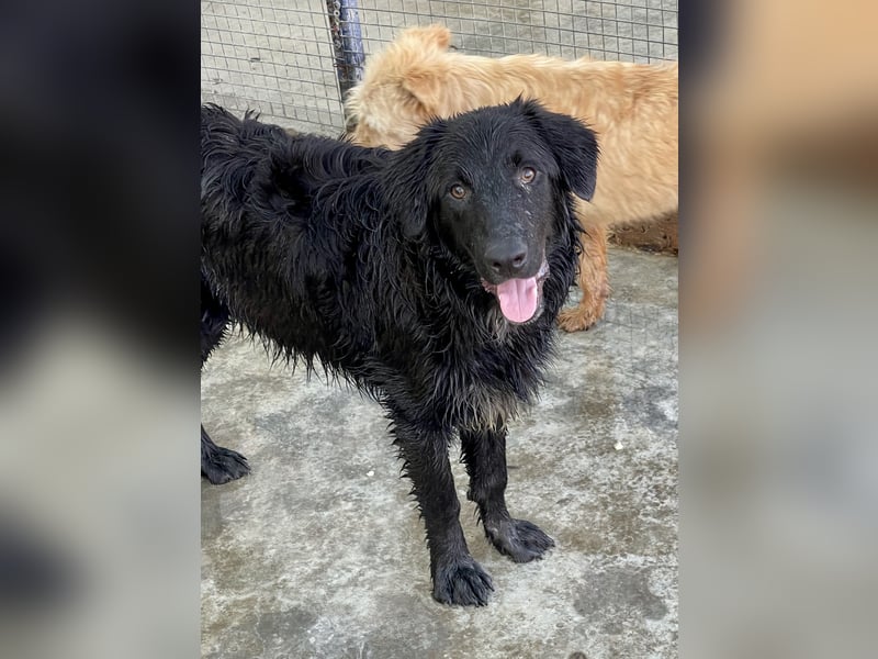 Shaggy - sportlicher, lieber , 3-jähriger Bub