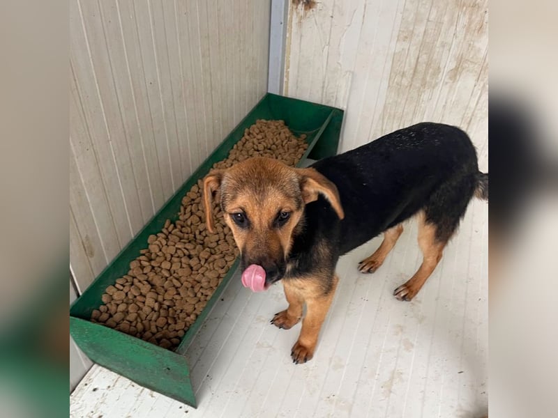 Luna - sanfte, zurückhaltende, junge Hündin sucht „ihre“ Menschen