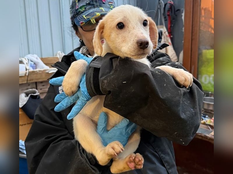 Schüchternes Welpenmädchen Anka
