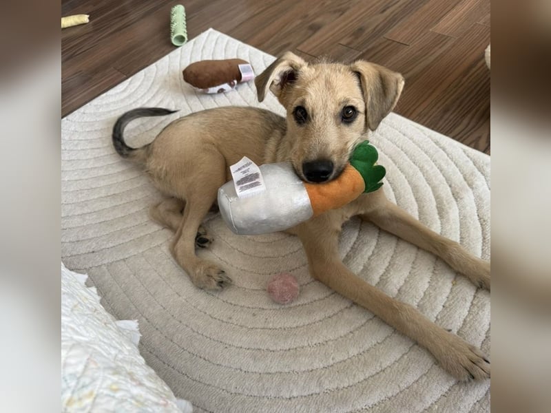 Junghund Lucky sucht Familie (D/ CH/ LUX)
