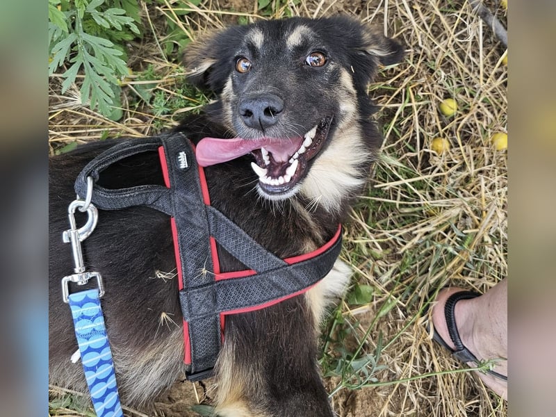 Junghündin Nila sucht einfühlsames Zuhause (D/CH/LUX)