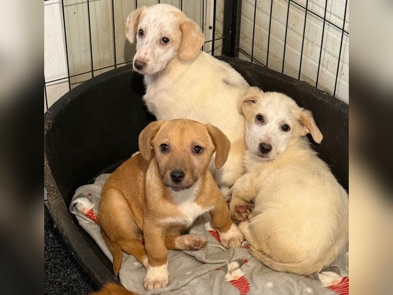 Schüchternes Welpenmädchen Anka