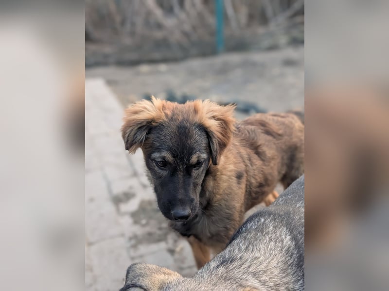 Ayla - sensibles Hundemädchen