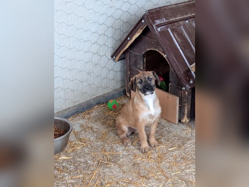 Molly - verspieltes, offenes Welpenmädchen