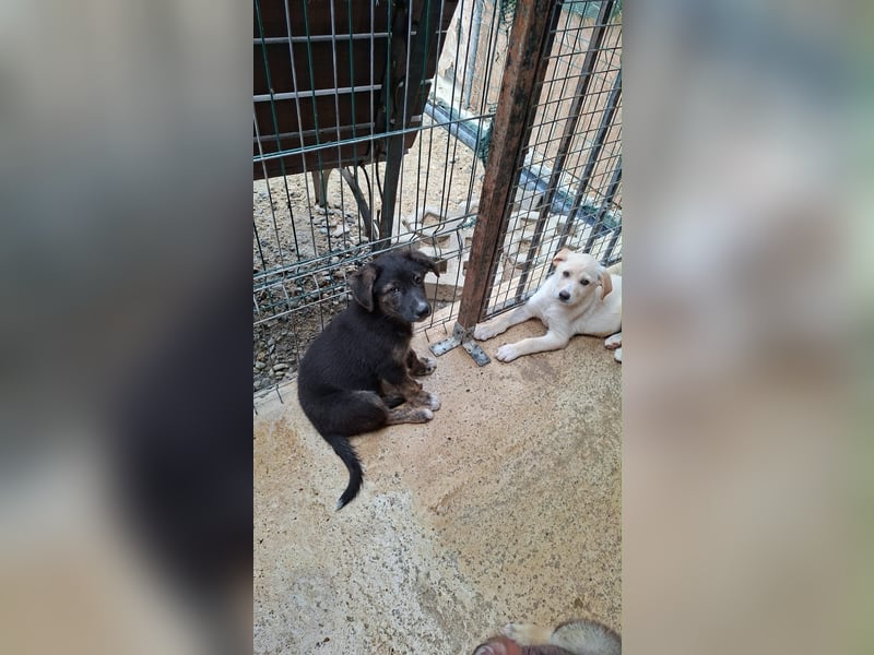 Welpe Colt - verspielt, freundlich, neugierig