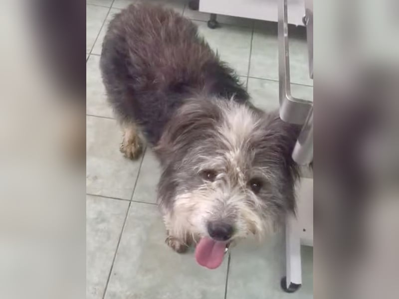 Petzi - kleiner Überlebenskünstler